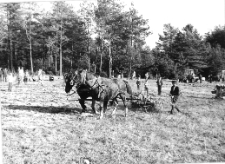 Święto Ziemniaka w Mońkach-Przytulance. 1976 rok. Fragment inscenizacji wykopki w przekroju historycznym.