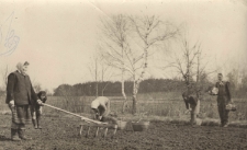 Marzec 1960, Trzciel. Sadzenie wikliny