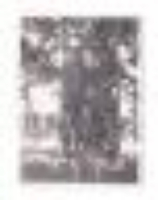 Obóz w Suchedniowie. "Hultajska Trójka" na huśtawce