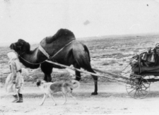 Wielbłąd ciągnący wózek, przy nim kobieta i pies.