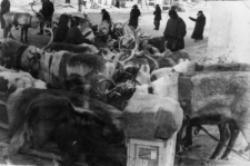 Renifery w osiedlu. Zdjęcie z 1955 lub 1956 roku.