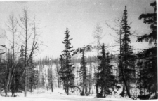 Okolice Norylska. Krajobraz zimowy.