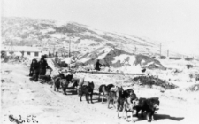 Psi zaprzęg Jakutów.