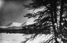 Ośnieżone szczyty gór. Na pierwszym planie drzewo.