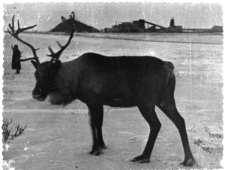 Renifer, w tle hałda i budynki kopalni.