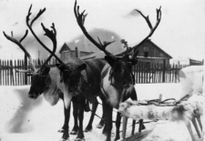Renifery w komiackim zaprzęgu.