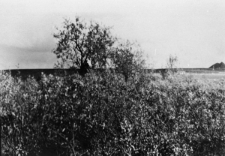 Tundra w okolicach Workuty.