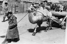 Ulica miasta, zdjęcie z 1955 lub 1956 roku. Mężczyzna prowadzi wielbłąda ciągnącego wózek.
