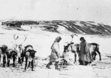 Renifery i ludzie na tle krajobrazu.