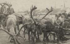 Renifery w zaprzęgu.