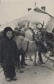 Chłopiec i renifery.