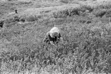 Czesława Hnat&oacute;w w tundrze.