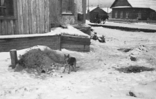 Fragment miasta, pies przy budzie.