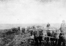 Polacy deportowani do Kazachstanu podczas pracy w stepie - bronują wołami zasiewy pszenicy. Przy wołach idą: Tadeusz Bubień, Jadwiga Tumiłowicz, Lucja Gilejko. Zdjęcie wykonał jeden z kołchoźników.