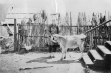 Kobieta z cielaczkiem.