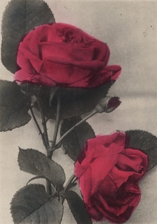 Kartka pocztowa wysłana przez Stanisława Gajdzińskiego, wcielonego do Armii Czerwonej, do rodziny w Grajewie, na odwrocie życzenia świąteczne, pisownia oryginalna: "Zpowienszowaniem Świąt Kochani Rodzice i Rodzeństwo Winszuje wam wesołych Świąt Bożego Narodzenia zebyście zyly w szczenściu i w zdrowiu i w lepszym położeniu nie tak jak teras jest Bo napewno Bug i onas jeszcze nie zapomniał i o naszej ukochanej Polsce. G.S. (...) W."