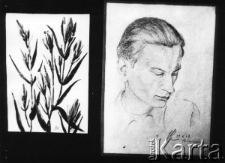 Rysunki obozowe - portret mężczyzny datowany na 29.05.1947 oraz kompozycja roślinna.