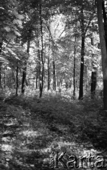 Fragment "czarnej drogi" wiodącej do miejsca straceń polskich oficer&oacute;w, dziś prawie całkowicie zarośniętej.