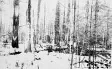 Zniszczona tajga po żywicowaniu.