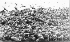 Podpis na odwrocie: "Wyspy niedaleko Magadanu"; kolonia morsów.