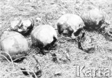 Czaszki polskich oficerów wydobyte podczas ekshumacji.