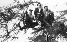 W konarach drzewa grupa więźniów łagru, pierwszy z prawej: Leon Cydzik.