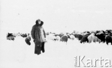 Starszy mężczyzna, zesłaniec, ubrany w długi kożuch pilnuje stada owiec.
